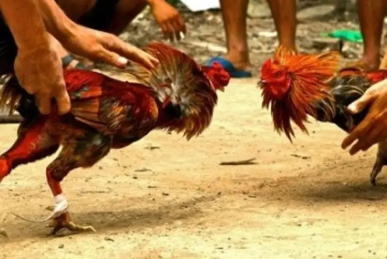 Polsek Sedati Diduga Tutup Mata Dan Telinga Dengan Adanya Sabung Ayam Dan Dadu Diwilayah Hukumnya 