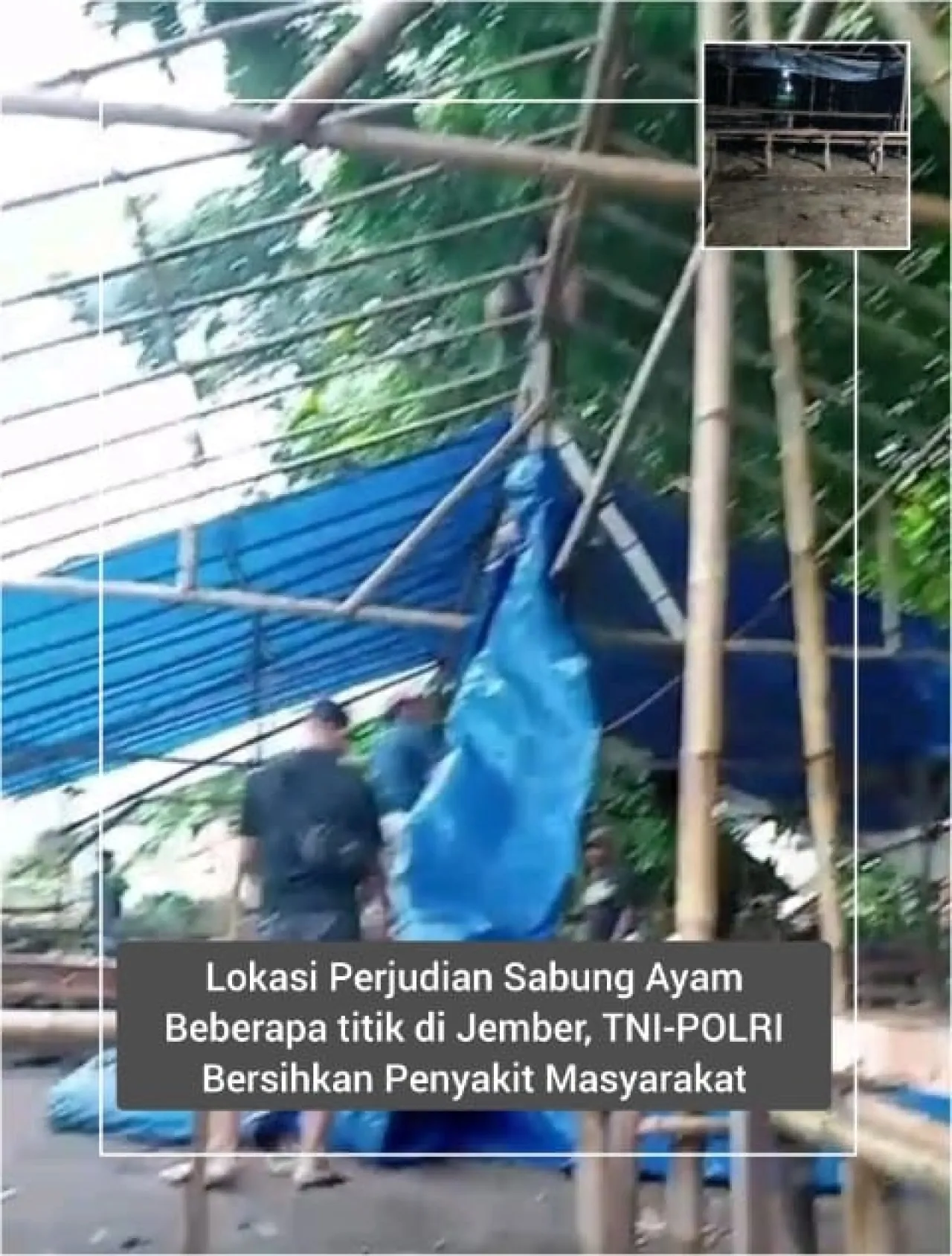 Lokasi Perjudian Sabung Ayam Beberapa titik di Jember, TNI-POLRI Bersihkan Penyakit Masyarakat
