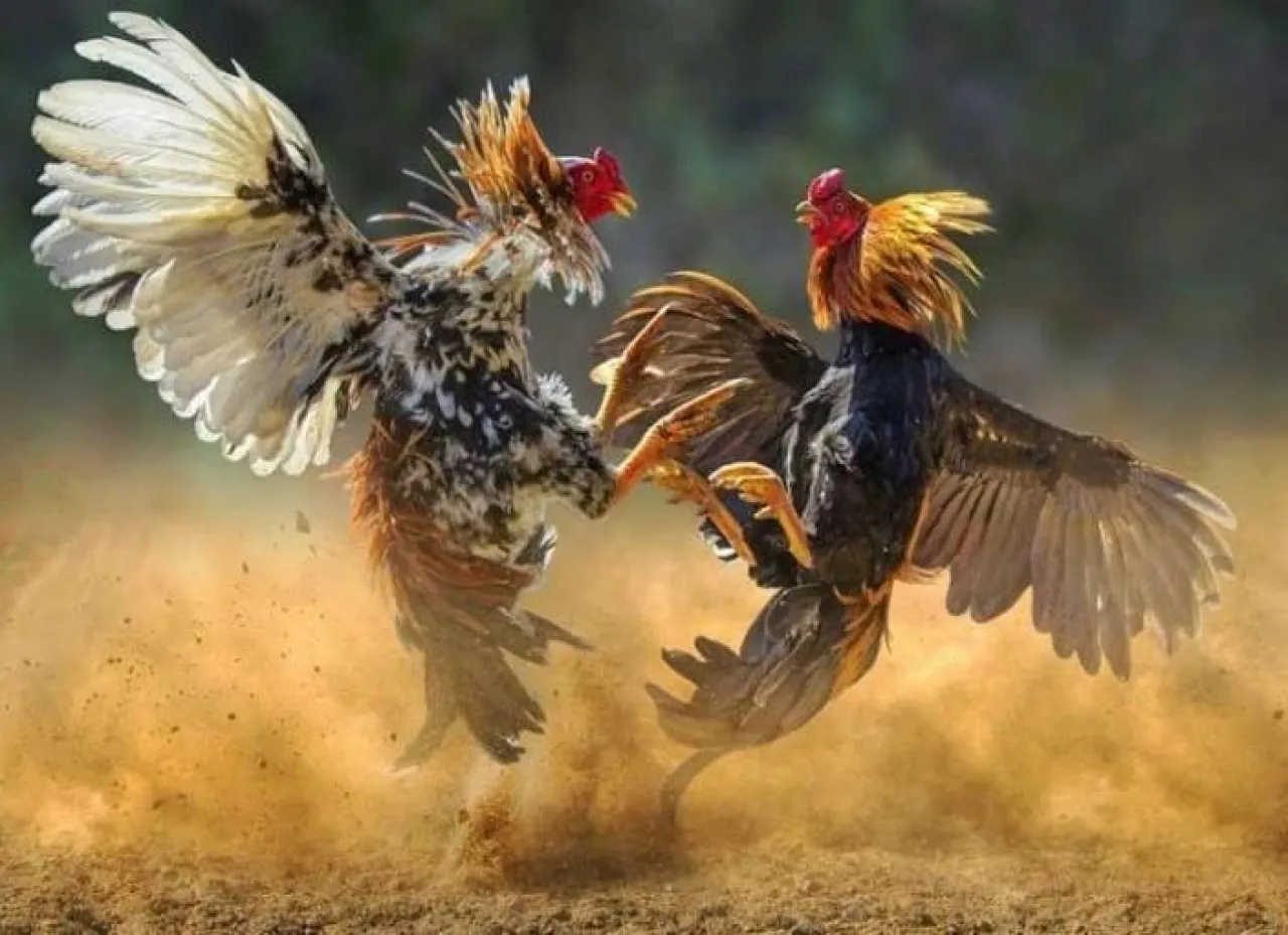 Praktik Judi Sabung Ayam di Probolinggo Kembali Marak, Tokoh Desa Diduga Jadi Penanggung Jawab