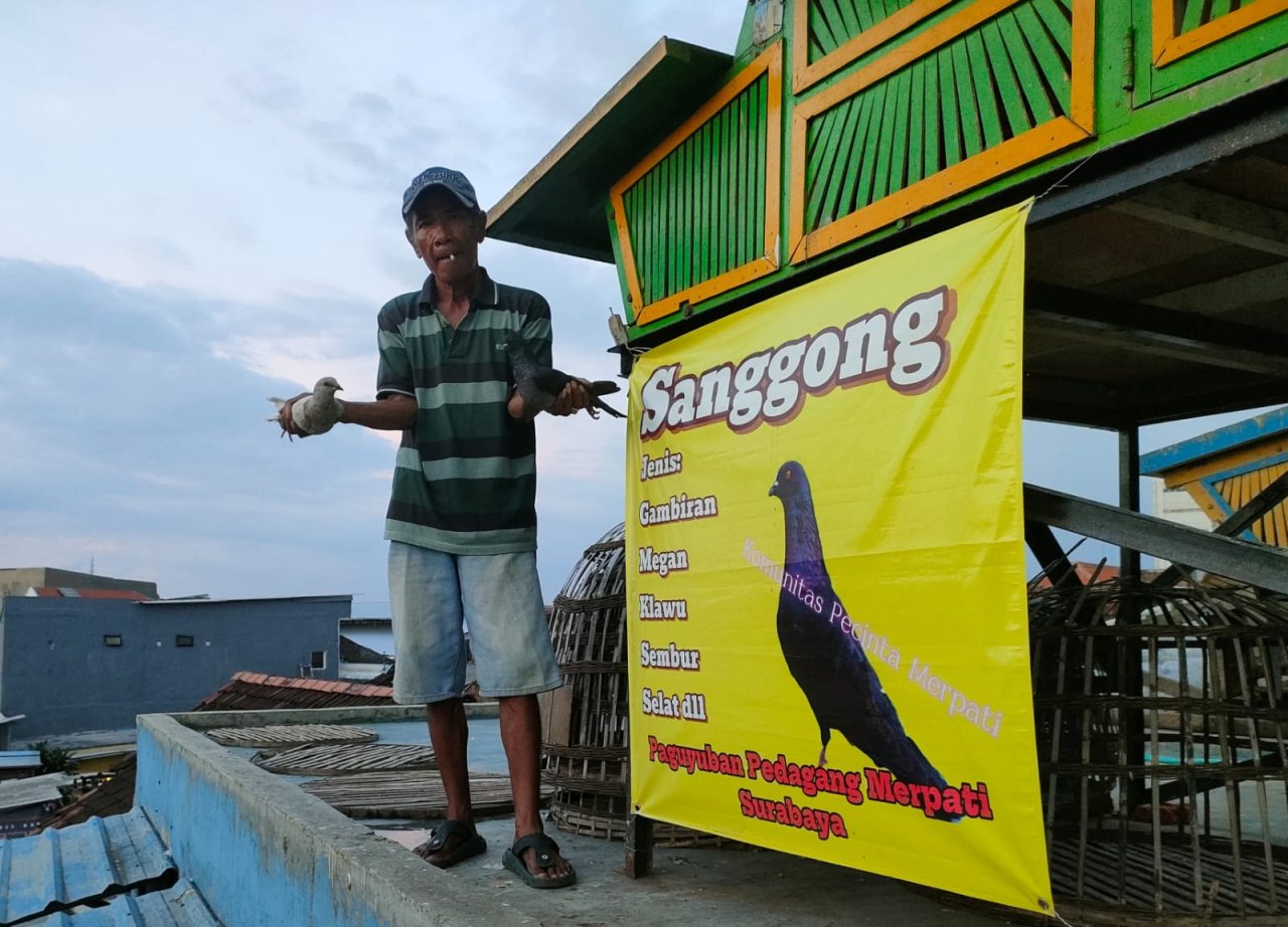 Jual Beli Merpati Balap di Kapasari Surabaya Tingkatkan Ekonomi Warga Sekitar