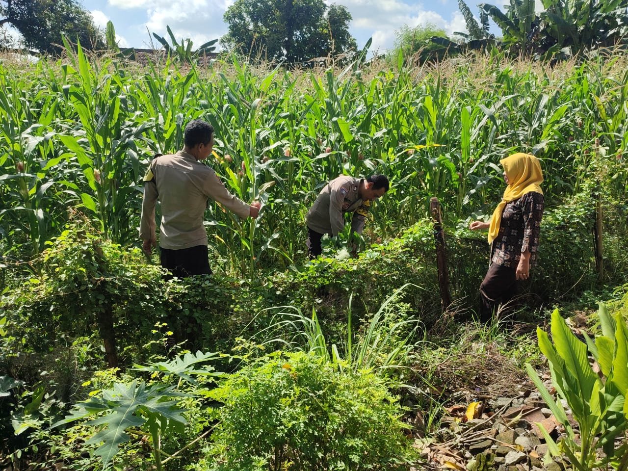 Warga Pehserut Tanam Jagung-Terong Tumpang Sari, Dukung Ketahanan Pangan