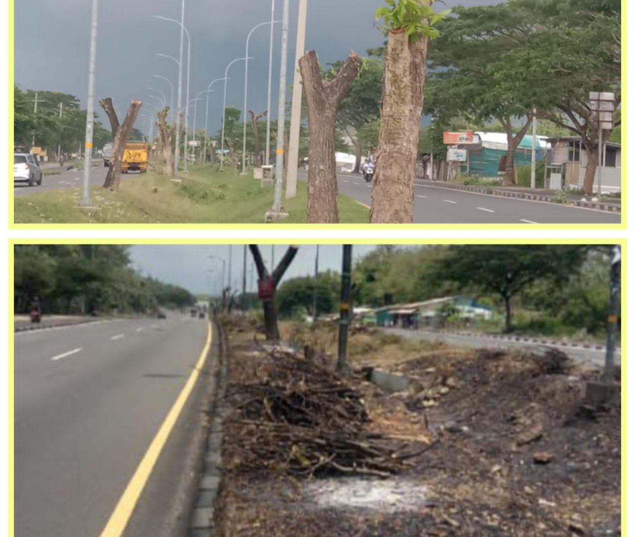 Pemotongan Batang Pohon Kayu KKJSM Tahun 2025 Di Pertanyakan Pegiat Pemuda Bangkalan