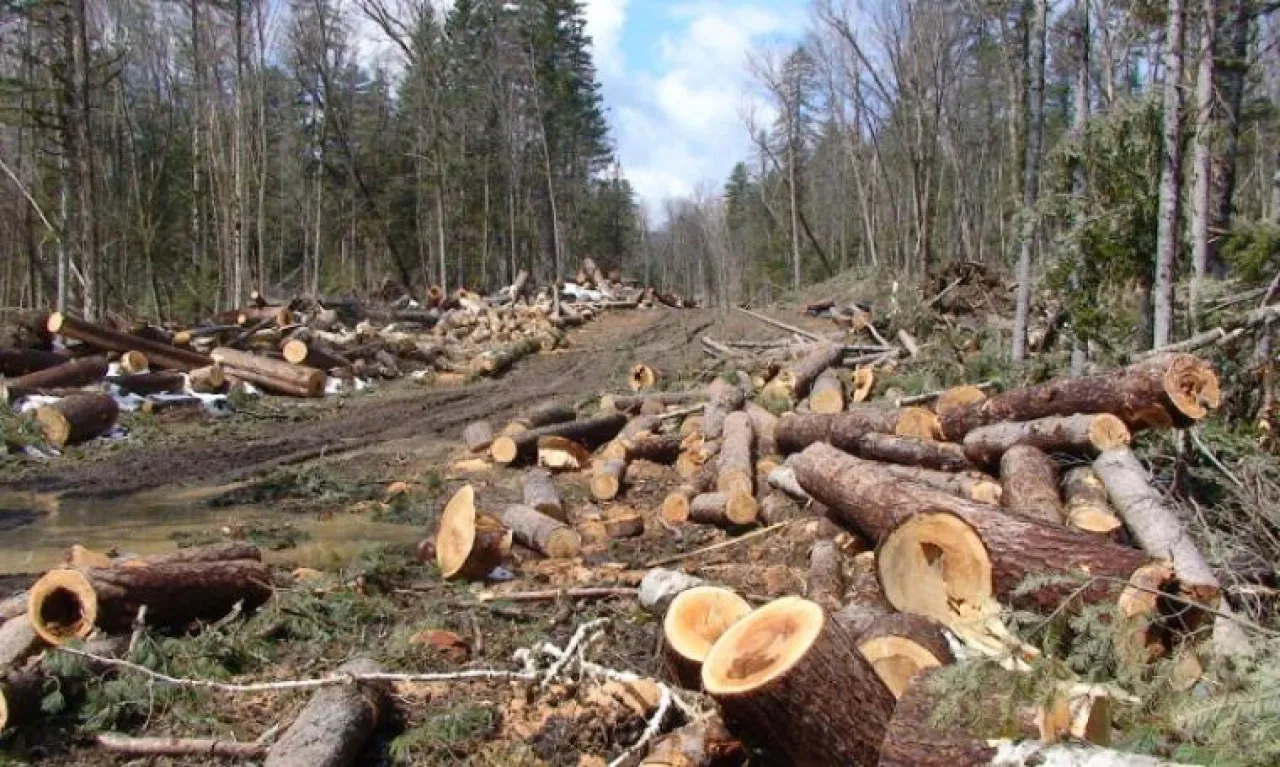 Aroma Illegal Logging di Lahan Sengketa Bondowoso, Oknum Aparat Diduga Jadi Perisai Penebangan Kayu Jati PT ARFAM