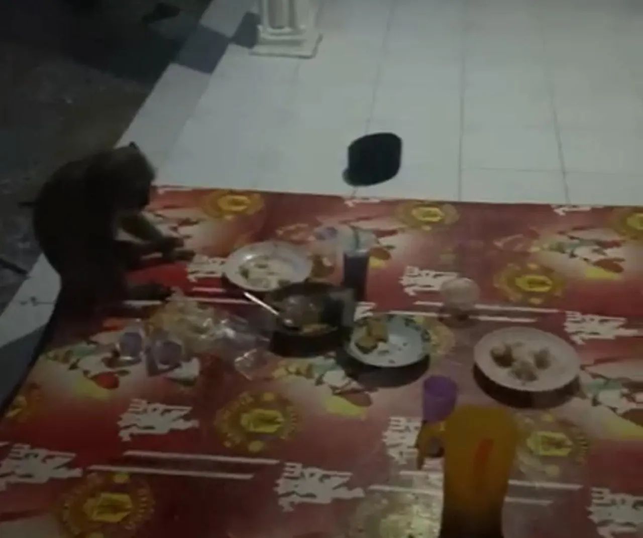 Diduga Dibuang Pemiliknya, Monyet Kelaparan Teror Sahur Dan Buka Puasa Warga Arosbaya–Tengket