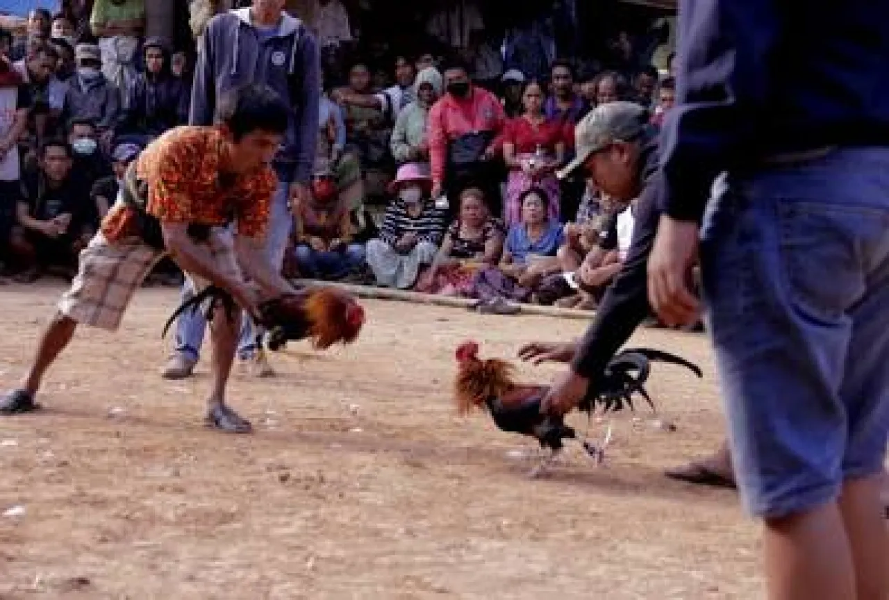 Mengaku “Cuma Buka 3 Kali Seminggu,” Pengelola Sabung Ayam di Meragung Bangkalan Diduga Kebal Hukum