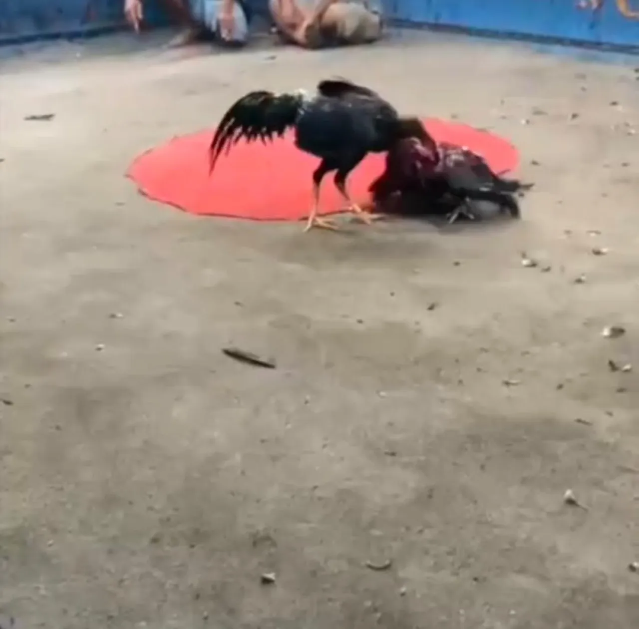 Judi Sabung Ayam di Bantar Brati Tak Tersentuh Hukum, Kepercayaan Publik ke Aparat Grobogan Dipertaruhkan