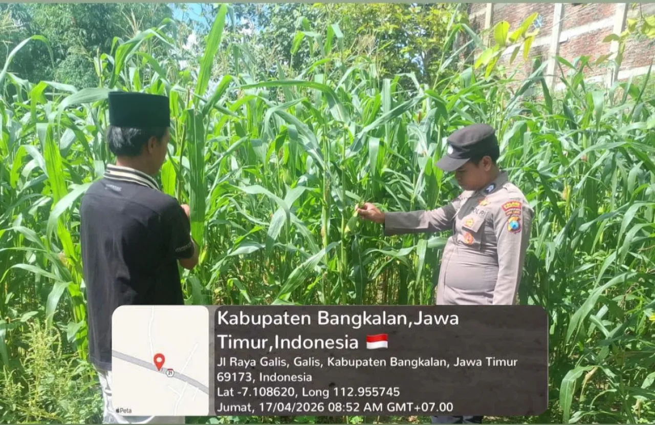 Polsek Galis Kawal Ketahanan Pangan Lewat Perawatan Tanaman Jagung di Pakaan Laok