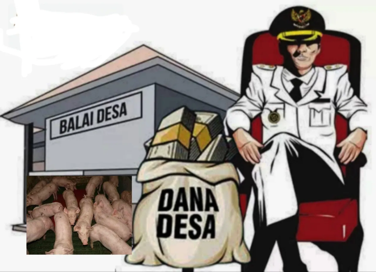 "Uang Rakyat Jadi Bangkai di Hilimayo, Pj Kades Salahkan Wabah Babi Tapi Takut Beberkan Nilai Anggaran ke Publik"