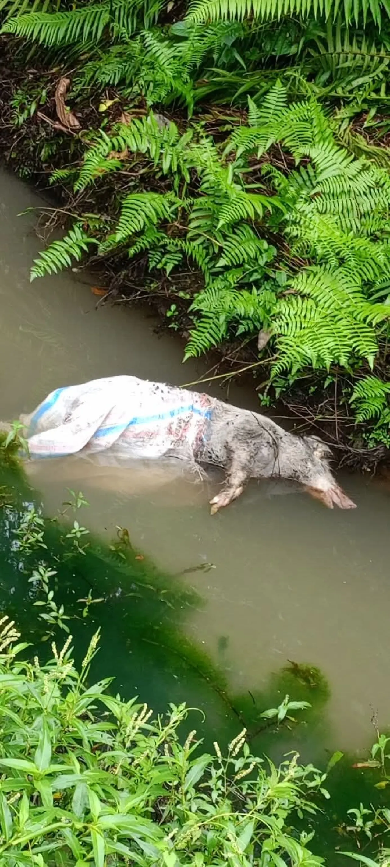 Marak Pembuangan Bangkai Babi di Sungai Bawawaondru, Pemuda Desa Ononamolo III Desak Pemerintah Desa dan Pemkab=NB