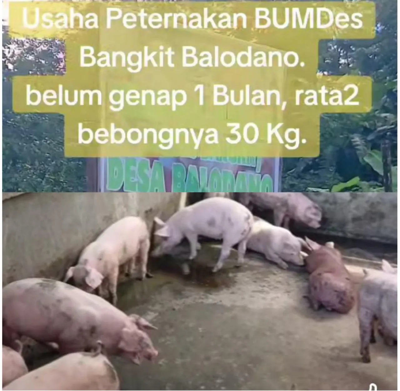 Uang Rakyat Jadi 'Bangkai': Program Ketahanan Pangan BUMDes Balodano Gagal , Puluhan Babi Mati dan Sisanya Dijual Obral