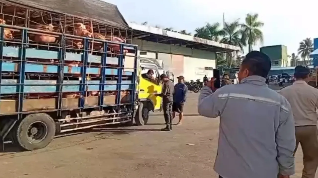 Viral! Supir Truk Sebut Babi Muatan Diduga Pembawa Virus ASF Adalah Milik Bupati Nias Barat : Netizen Heboh, Masyarakat