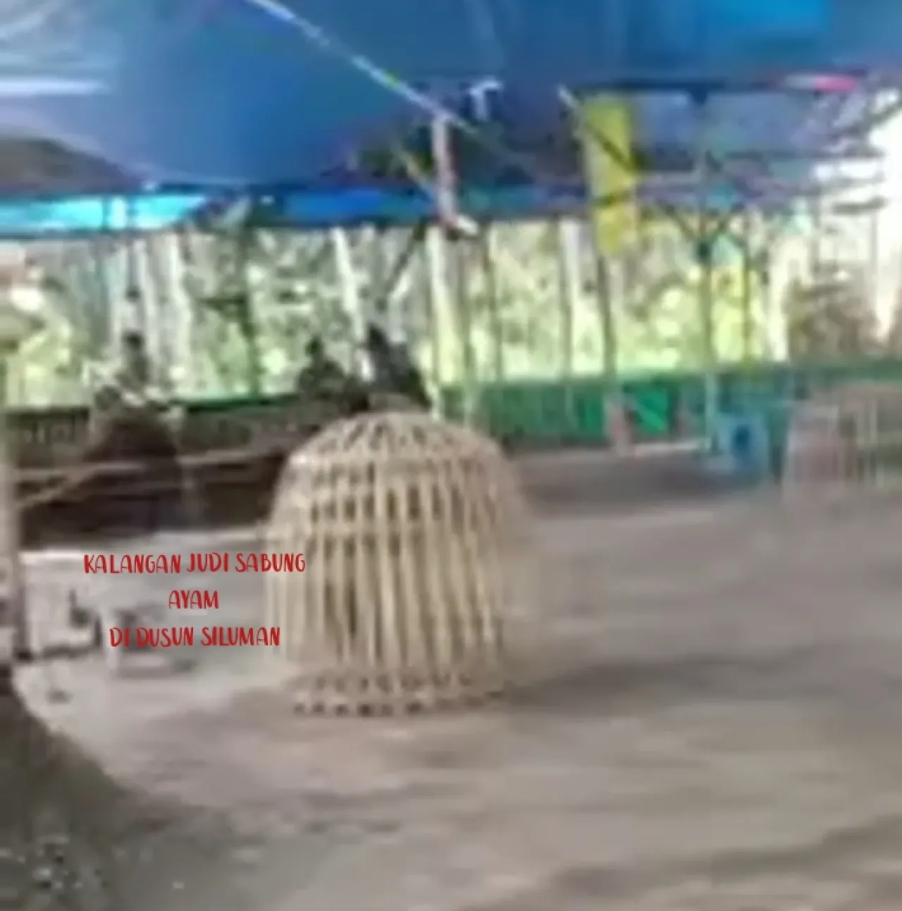 Judi Sabung Ayam Marak di Pasirian, Warga Lumajang Desak Polisi Bertindak Tegas