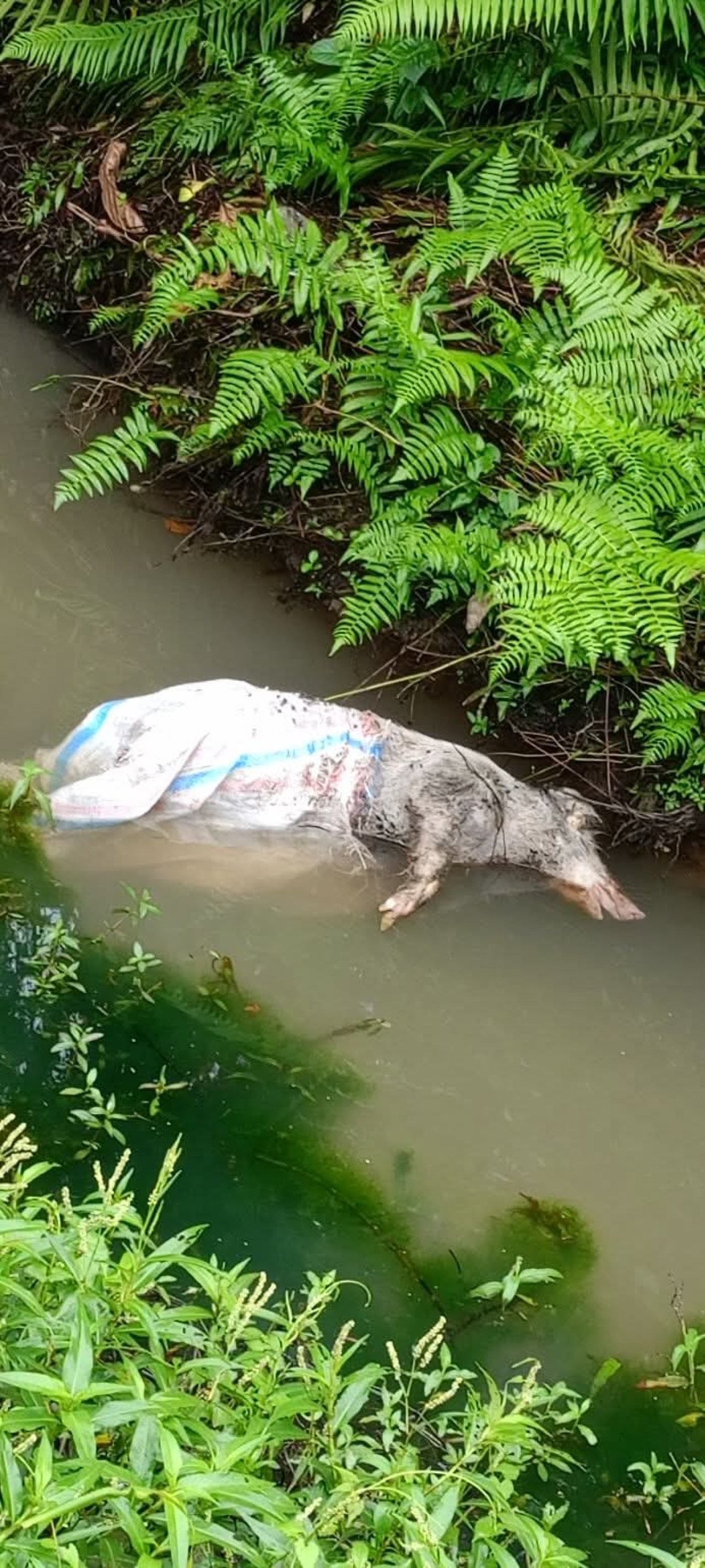 Marak Pembuangan Bangkai Babi di Sungai Bawawaondru, Pemuda Desa Ononamolo III Desak Pemerintah Desa dan Pemkab=NB